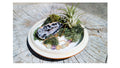 Prehnite Primrose